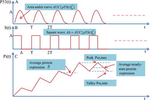 The Hill-Type Equation Reveals the Regulatory Principle of Target Protein Expression Led by p53 Pulsing