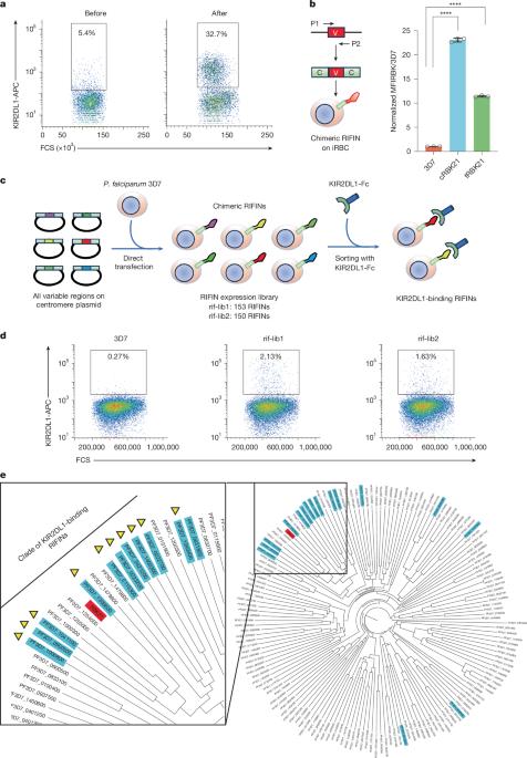 RIFINs displayed on malaria-infected erythrocytes bind KIR2DL1 and KIR2DS1