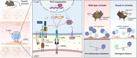 LSECtin attenuates hepatic Th17 expansion in a murine model of cirrhosis and signals through the LAG-3 receptor