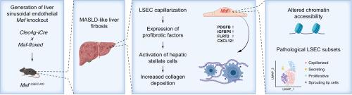 Endothelial c-Maf prevents MASLD-like liver fibrosis by regulating chromatin accessibility to suppress pathogenic microvascular cell subsets