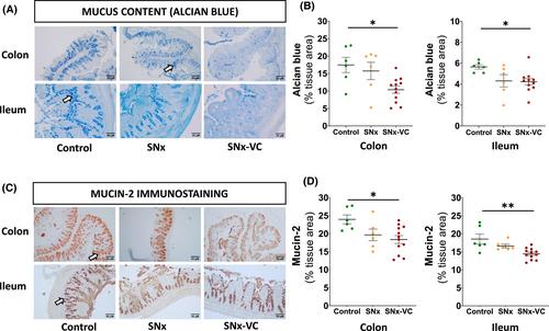 Gut alterations in a chronic kidney disease rat model with diet-induced vascular calcification