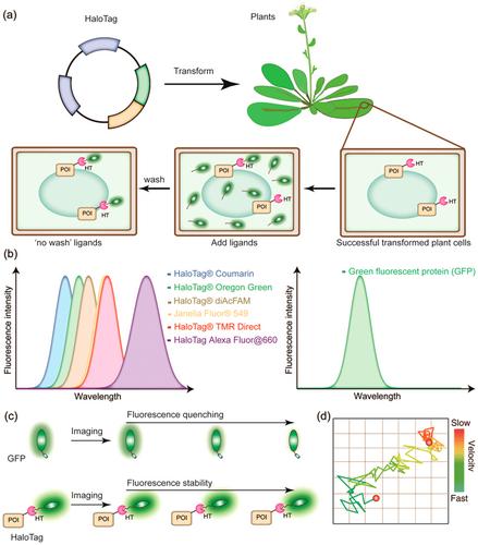 Advancing Plant Cell Imaging: The Transformative Potential of Optimised HaloTag Technology