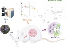 Dracocephalum moldavica L. tea alleviates high-fat diet-induced hyperlipidemia in rats via gut microbiota and lipid metabolism