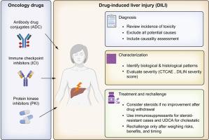 Navigating liver toxicity in the age of novel oncological agents