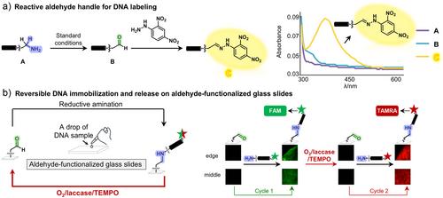 Synthesis of Versatile DNA-Conjugated Aldehydes by Controlled Oxidation of Amines