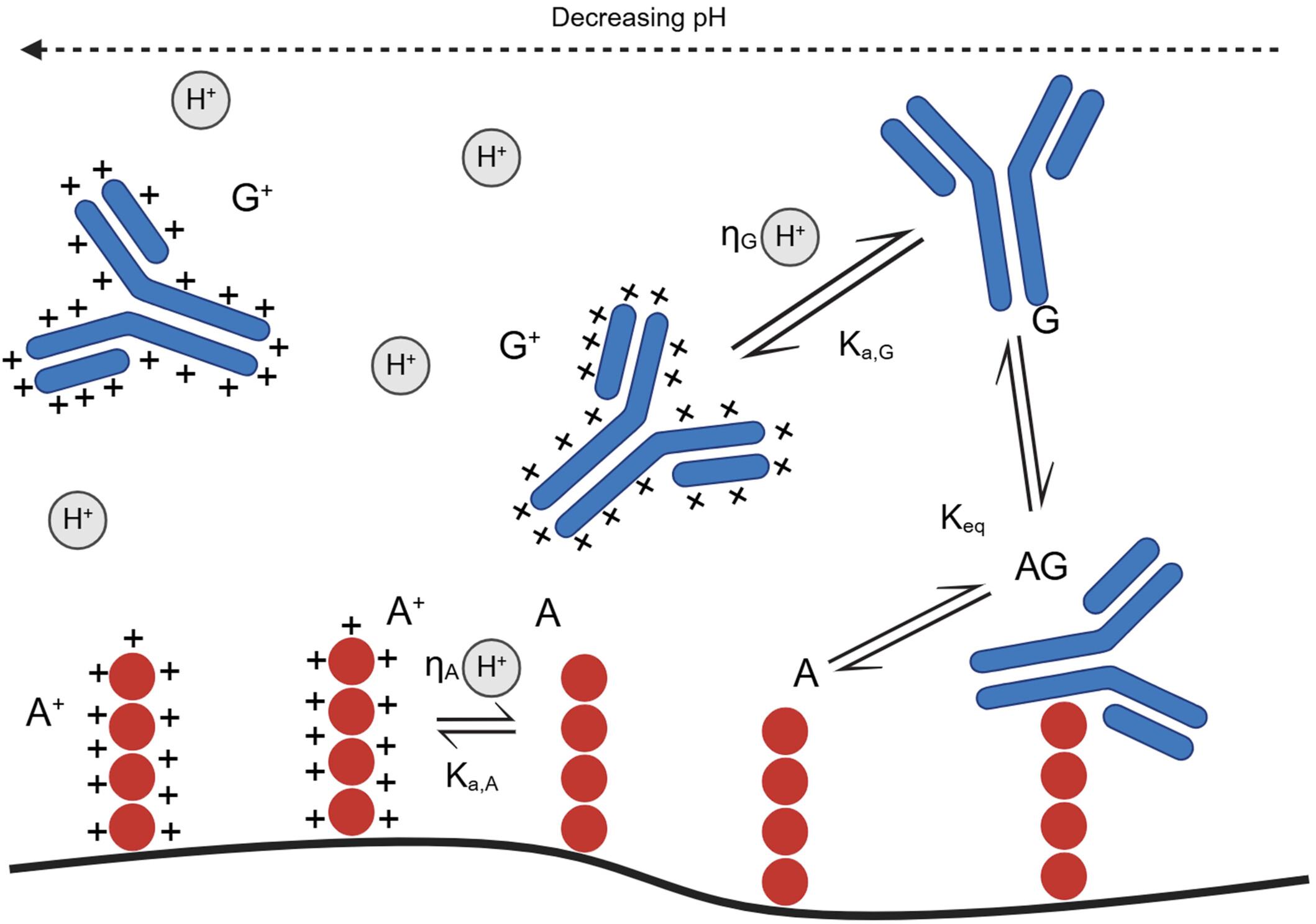 An Affinity Complex Titration Isotherm for Mechanistic Modeling in Protein A Chromatography
