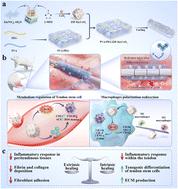 Nano-enzymatic functionalized dual network hydrogel promotes tendon repair by modulating the inflammatory cycle and cellular behavior†