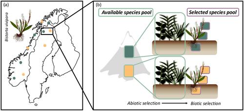 Abiotic conditions along altitude shape plant-fungal associations by influencing both fungal availability and association strength