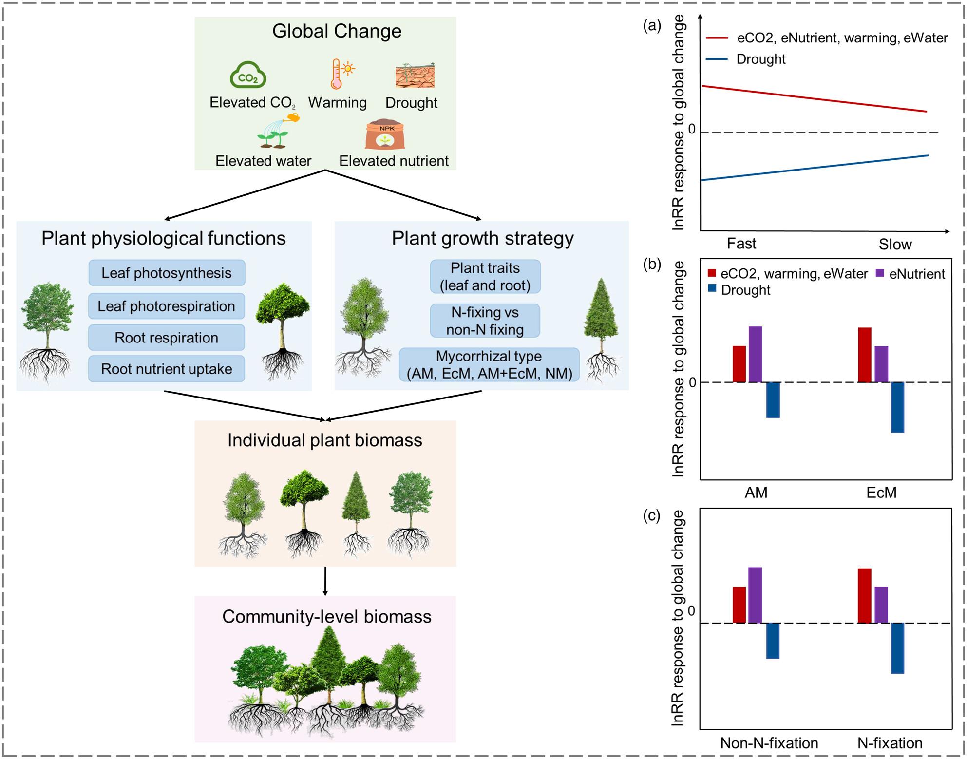 Plant functional traits affect biomass responses to global change: A meta-analysis