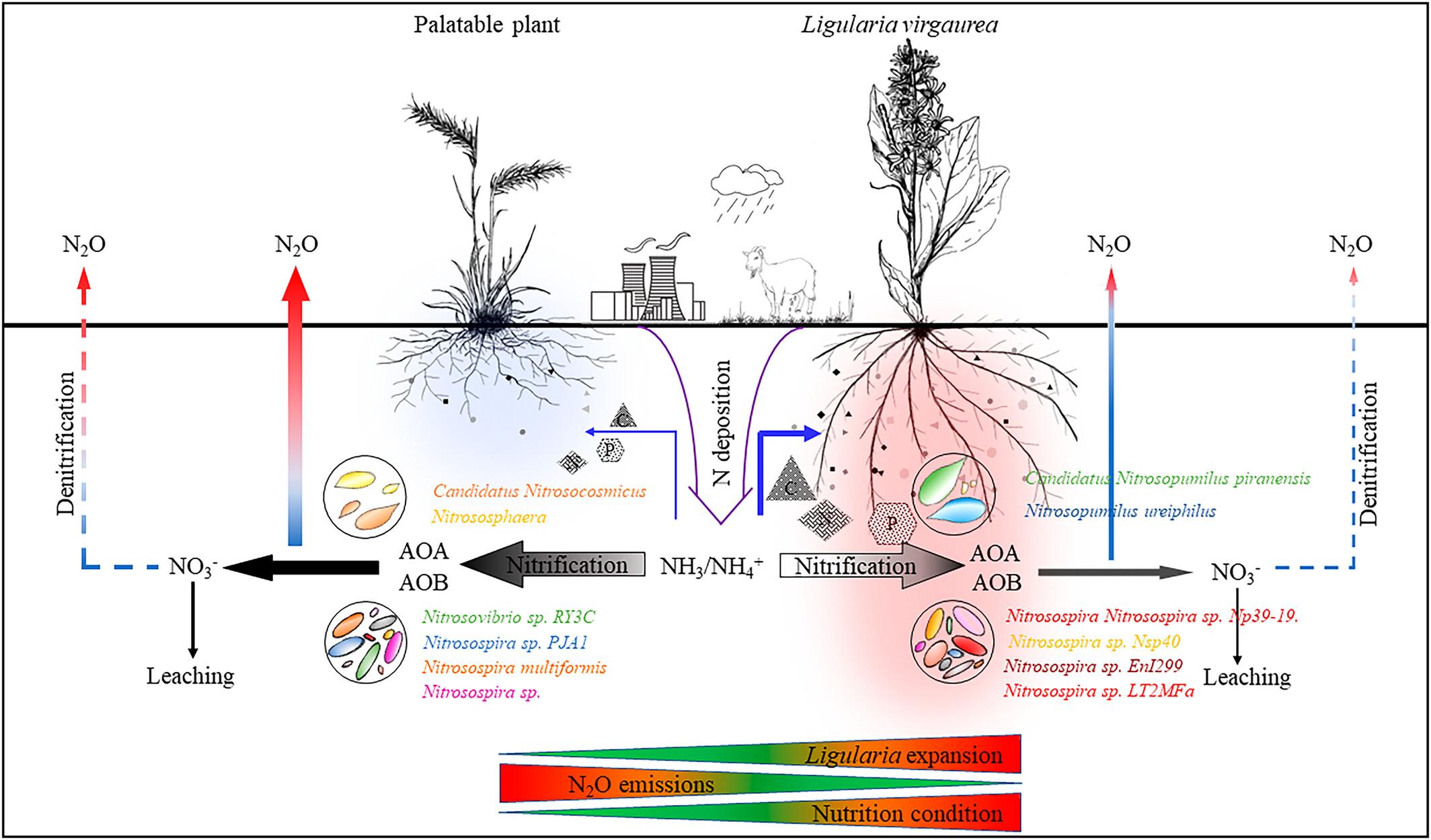 Ammonium preference and microbial nitrification inhibition drive the expansion of a poisonous plant in alpine -meadows