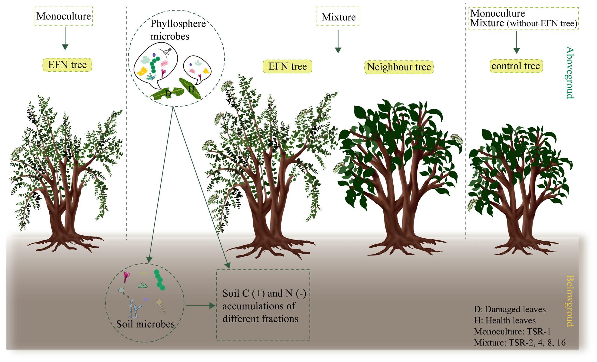 Soil carbon sequestration: Facilitated effect of extrafloral nectary trees in a diverse subtropical forest
