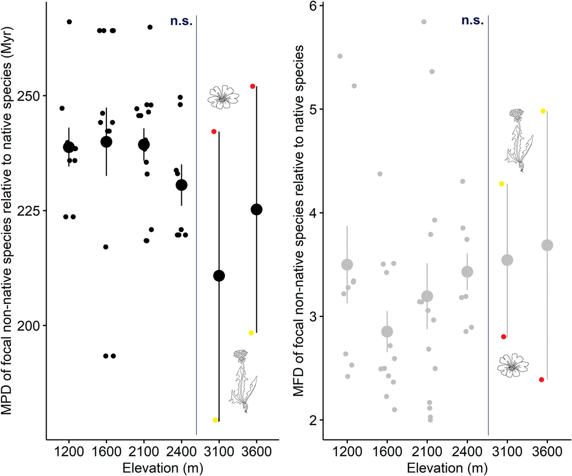 Functional and phylogenetic similarity between native and non-native plant species along an elevational gradient in the central Chilean Andes: No evidence for the preadaptation hypothesis