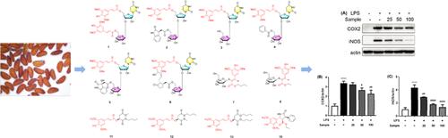 LC–MS/MS-Guided Discovery of Sinapic Acid Derivatives from Lepidium sativum Seeds and Their Anti-inflammatory Activity