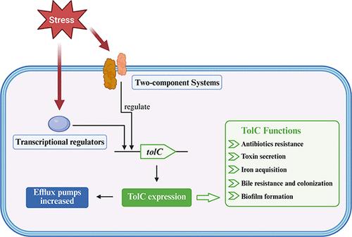 Functions and Regulation of the Outer Membrane Protein TolC in Vibrio Species