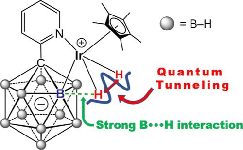 Quantum Hydrogen Tunneling in an Iridium Dihydride Complex