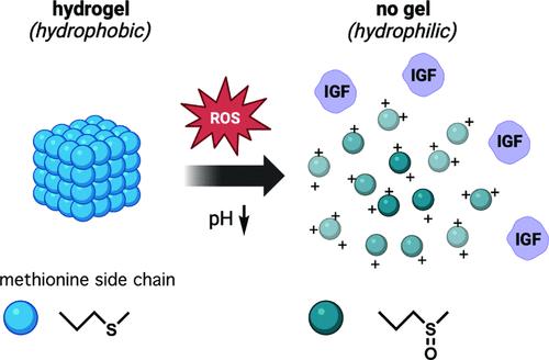 A Peptide Hydrogel Responsive to Reactive Oxygen Species and pH for the Protection and Sustained Delivery of Insulin-like Growth Factor 1 in Osteoarthritis Treatment