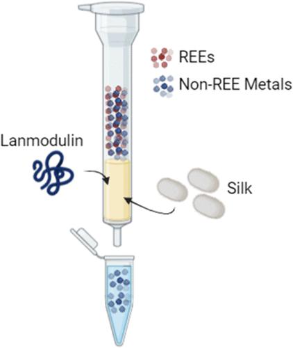 Mechanically and Chemically Robust Lanmodulin-Functionalized Silk Sponges for Rare Earth Element Sequestration