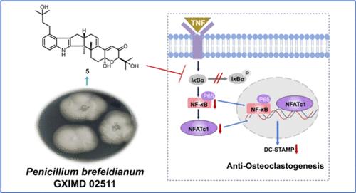 Antiosteoclastogenic Indole Alkaloids from the Mangrove Endophytic Fungus Penicillium brefeldianum GXIMD 02511