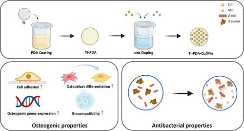 Bifunctional Metal Ion-Enhanced PDA-Coated Titanium for Superior Osteogenic and Antimicrobial Performance