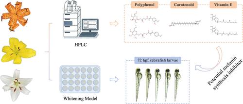 Phytochemical Profiles and Melanin Inhibition Potential of Three Lilium Species