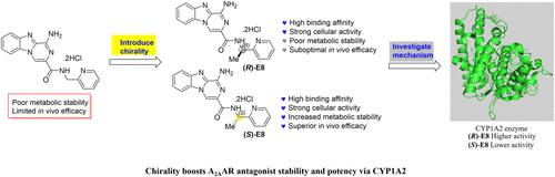 Chirality-Guided Optimization of A2A Adenosine Receptor Antagonists for Enhanced Metabolic Stability and Antitumor Efficacy