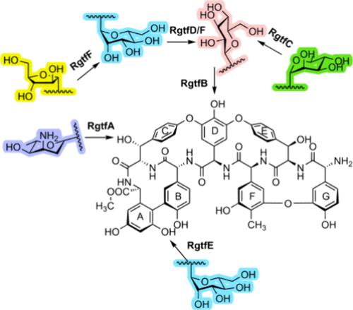 Characterization of the Postaglycone Modifications in Ristomycin Biosynthesis
