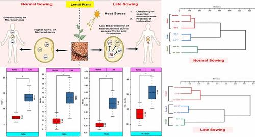 Effect of Heat Stress on Grain Yield, Nutritional Composition, and Mineral Bioavailability in Lentils (Lens culinaris Medikus)