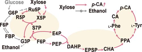 Xylose-Driven Metabolic Reprogramming in Saccharomyces cerevisiae for Enhancing p-Coumaric Acid Production
