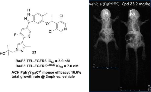 Discovery of Potent FGFR2/3 Inhibitors to Overcome Mutation Resistance and Treat Achondroplasia