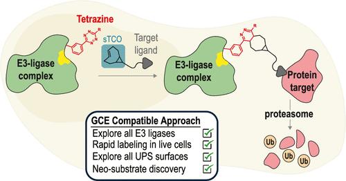 In-Cell Approach to Evaluate E3 Ligases for Use in Targeted Protein Degradation