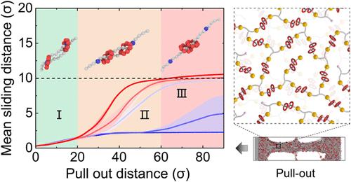 Interfacial Dynamics and Mechanical Properties of Substrate-Supported [c2]Daisy Chain Networks
