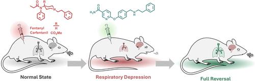 Searching for Synthetic Opioid Rescue Agents. 2: Identification of an Ultra-Potent Synthetic Opioid Rescue Agent
