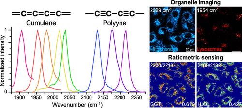Live-Cell Multiplexed Imaging and Chemical Sensing with Cumulene and Polyyne Allotropes