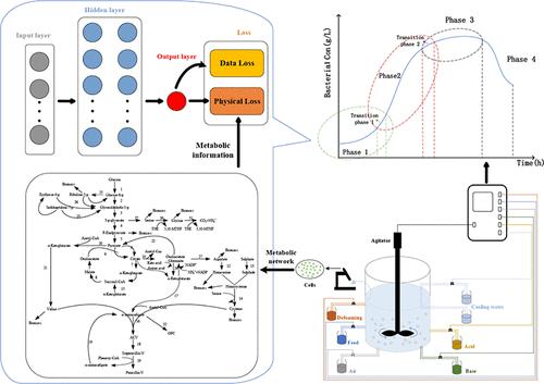 Metabolic-Informed Neural Network for Multistage Soft-Sensing Modeling of Microbial Fermentation Processes