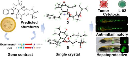 Cytochalasins from the Sponge-Derived Fungus Aspergillus templicola and Their Biological Activities