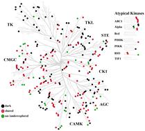 Identifying and evaluating understudied protein kinases using biological and chemical criteria