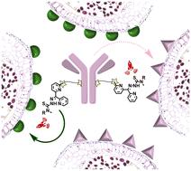 Synthesis and biological evaluation of thiosemicarbazone-based antibody–drug conjugates†