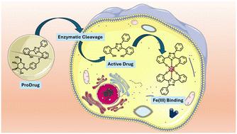 Glycosidase-activated prodrugs of a cytotoxic iron chelator for targeted cancer therapy†