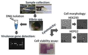 Virulence gene profiling and cytotoxicity of Vibrio spp. isolated from treated wastewater effluent and receiving surface waters in Durban, South Africa†