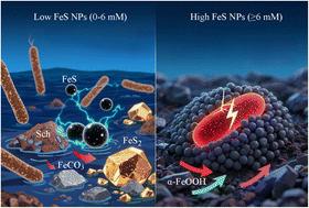 Metabolic trade-offs in Desulfosporosus meridiei: dose-dependent FeS nanoparticles modulate extracellular electron transfer and gene expression for mineral transformation