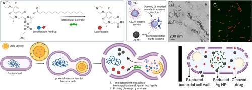 Spatio-temporal nano-biomineralization and pro-antibiotic release for synergistically combatting multidrug-resistant bacteria