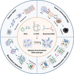 Construction of nucleic acid Aptamer-Functionalized DNA hydrogels and their application in biomedicine