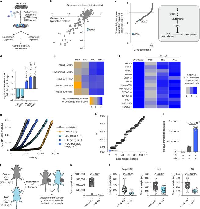 Glycosaminoglycan-driven lipoprotein uptake protects tumours from ferroptosis