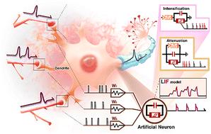 Spiking frequency adaptability and multi-weight synergy in artificial neuronal modules via bifunctional NbOx memristors†