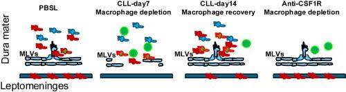 Distinct Role of Dural and Leptomeningeal Macrophages in Maintaining Cerebrospinal Fluid Drainage to Meningeal Lymphatic Vessels