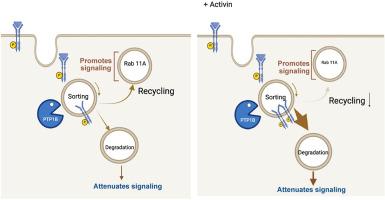 Activin A Prevents Hyperresponsiveness to Vascular Endothelial Growth Factor in Pathologic Blood Vessels by Perturbing the Trafficking of Activated Vascular Endothelial Growth Factor Receptor 2