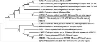 The effect of type II Rice bran sourdough with dominant lactic acid bacteria (with evaluated antimicrobial & co-aggregation potentials) on pan bread quality using RSM