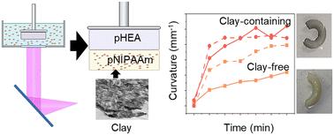 Enhanced thermal response of 3D-printed bilayer hydrogels via nanoclay incorporation†