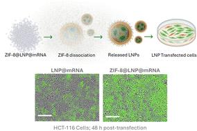 Zeolitic imidazolate frameworks enhanced transfection efficiency of mRNA loaded lipid nanoparticles†