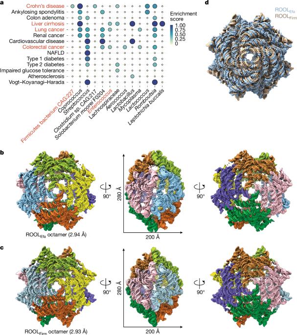 Cryo-EM structure of a natural RNA nanocage